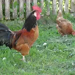 Alloggio per agriturismo Brandebengut *