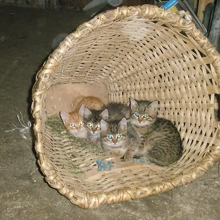 Brandebengut 팜스테이