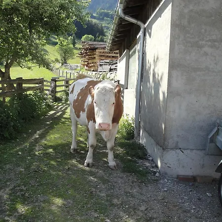 Brandebengut