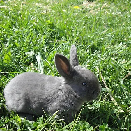 农家乐 布兰德本哥特农家乐 *