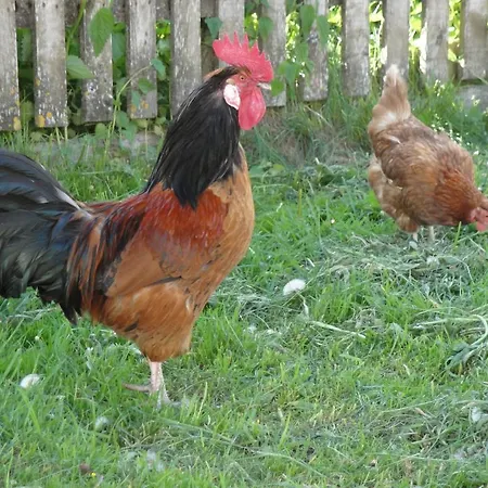 农家乐 布兰德本哥特农家乐 *