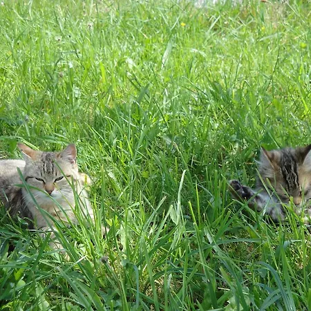 布兰德本哥特农家乐